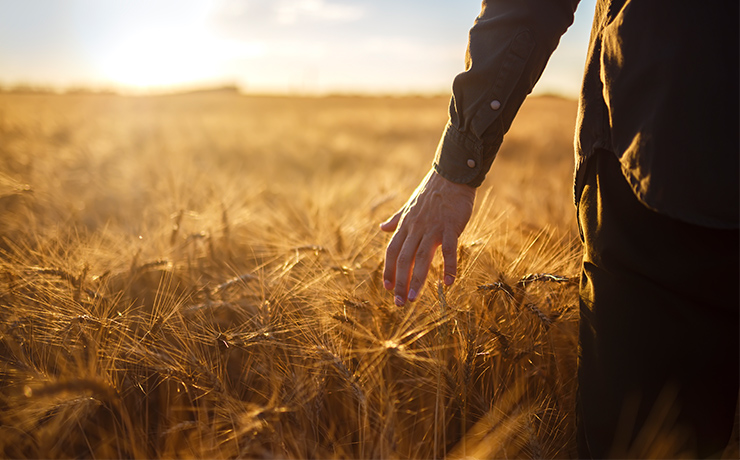 Farmer walking through field at sunset running their hand through wheat crops
