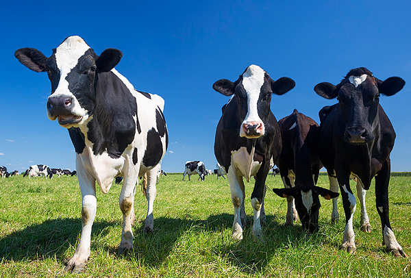 cows