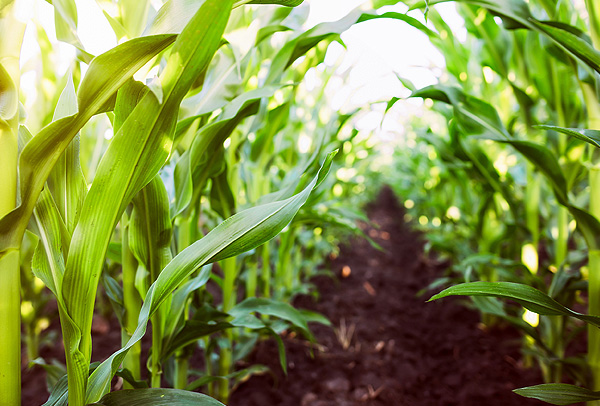 crops
