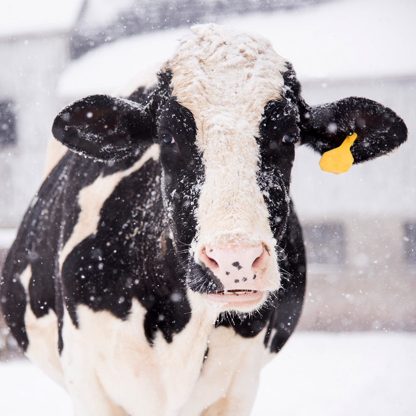 cow snow
