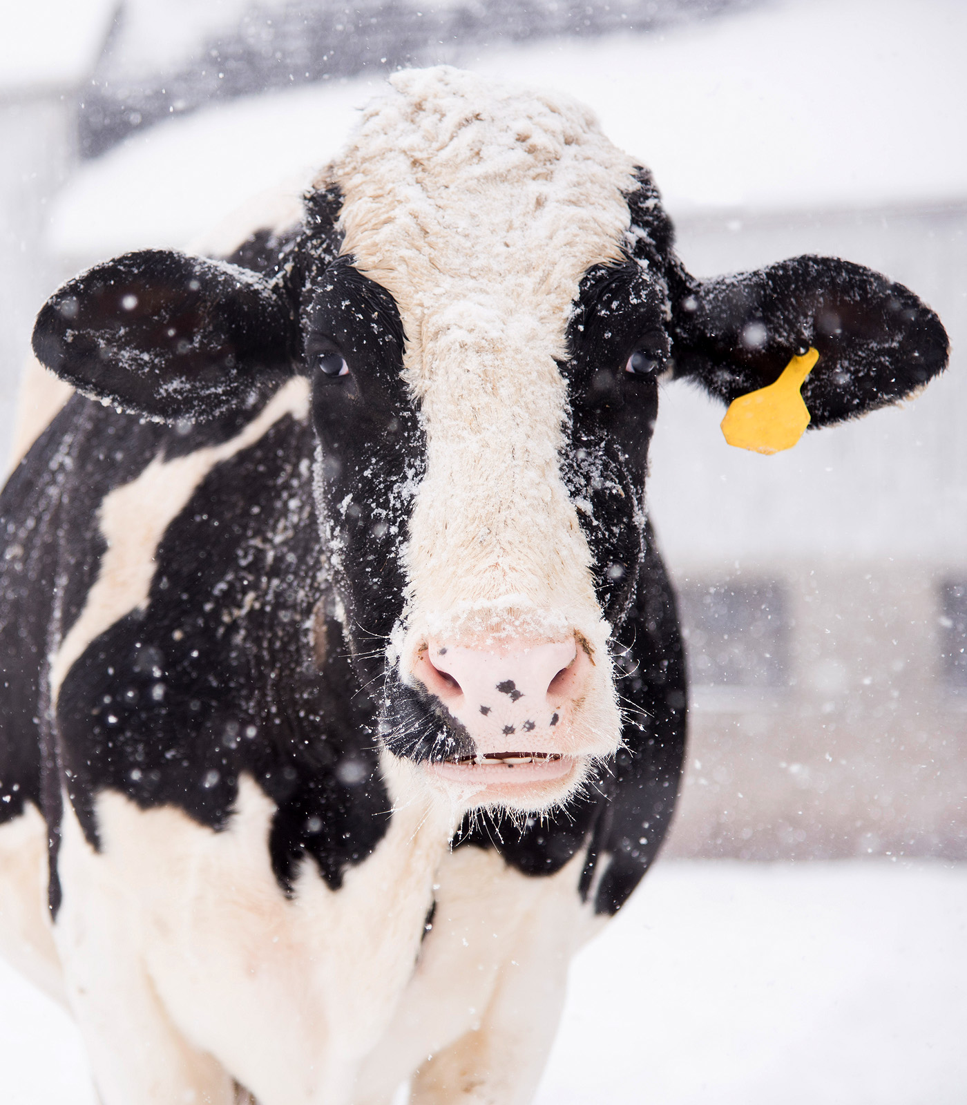 cow snow